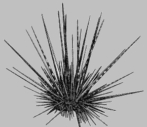 Urchin