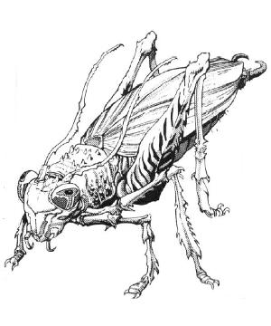 Pernicon
