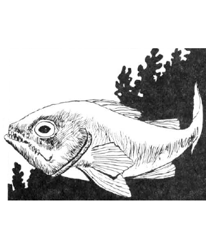 Piranha