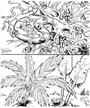 Plant, Carnivorous