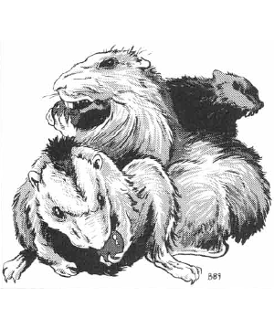 Rat