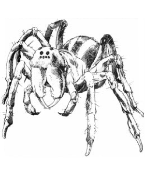 Spider Variant