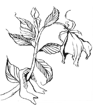 Yellow Musk Creeper